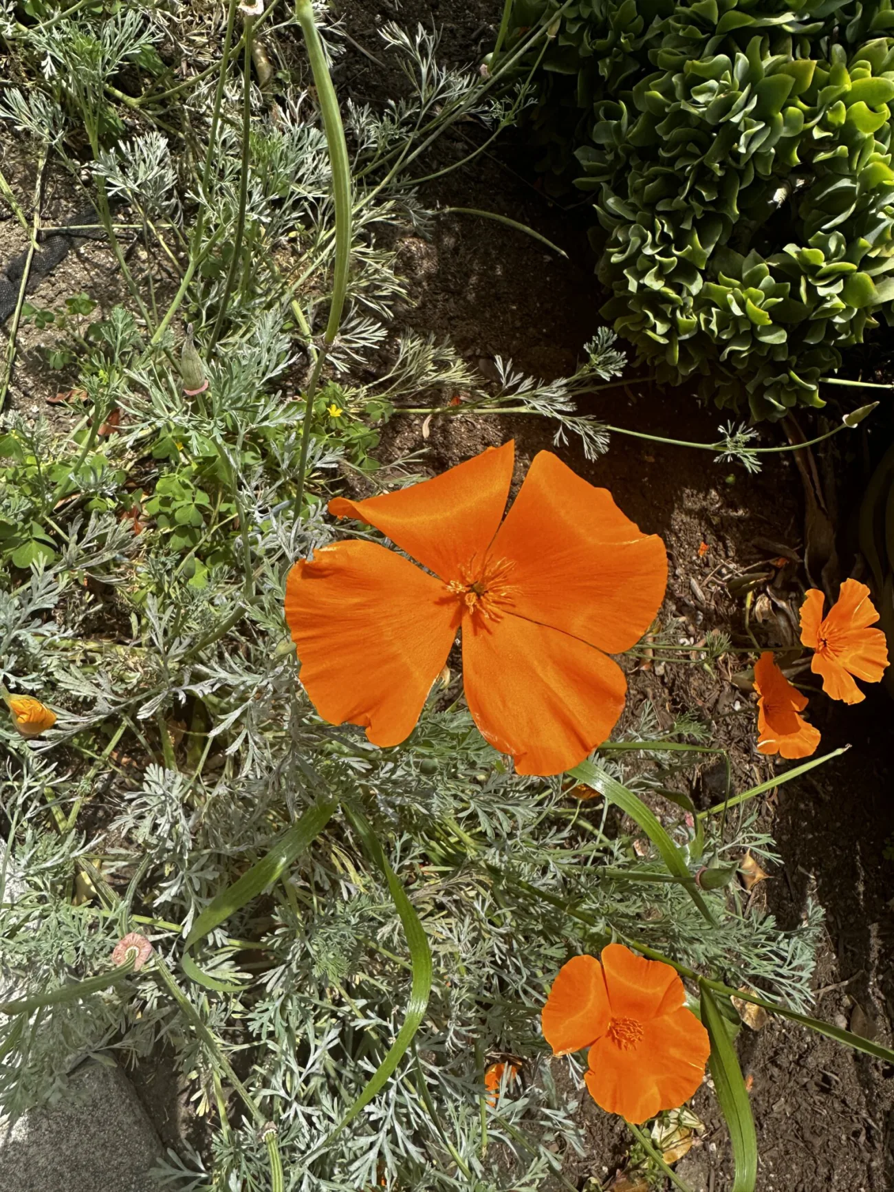 Los Angeles Superbloom 2026 Tour - Bikes and Hikes LA