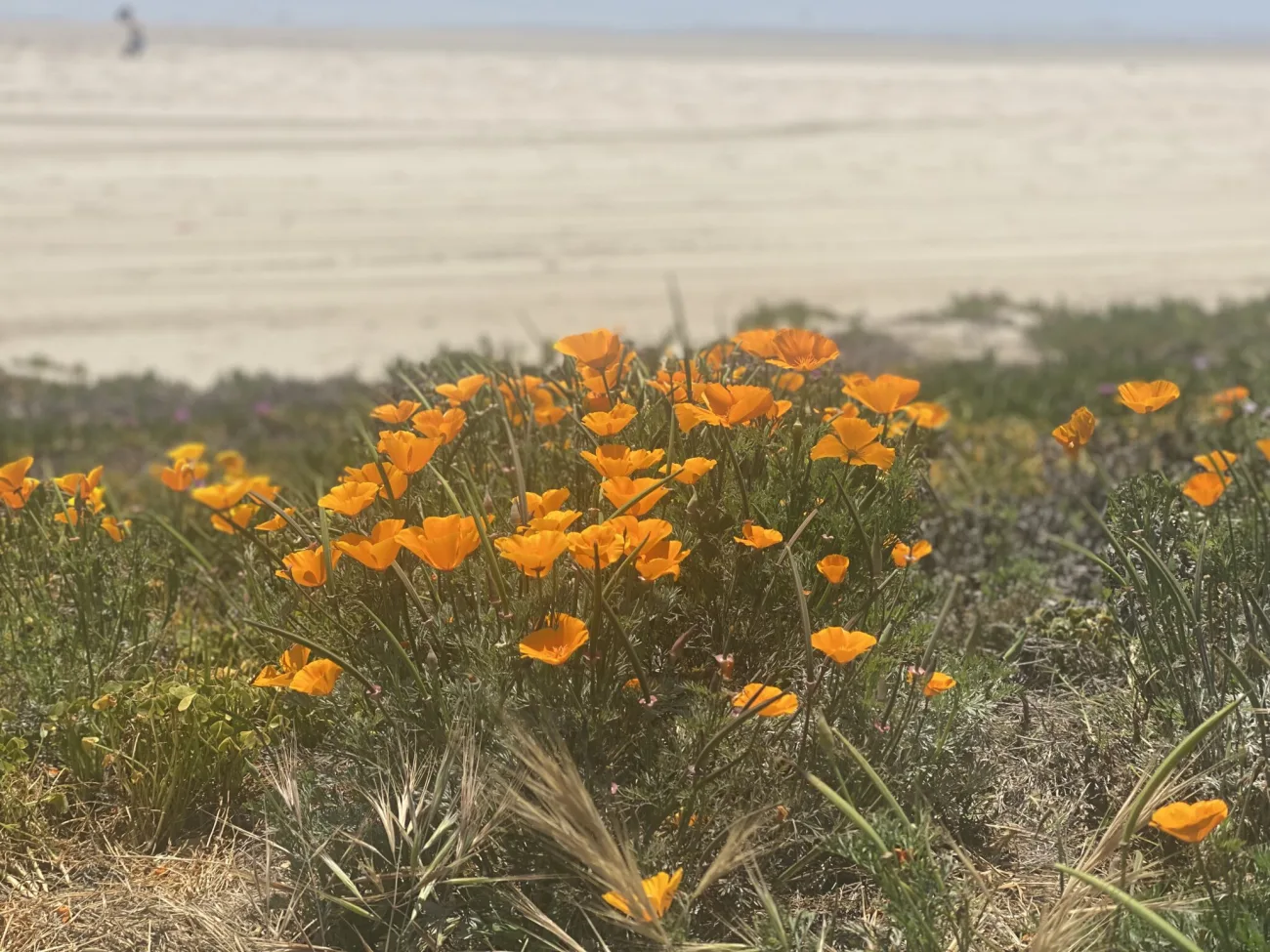 Los Angeles Superbloom 2026 Tour - Bikes and Hikes LA