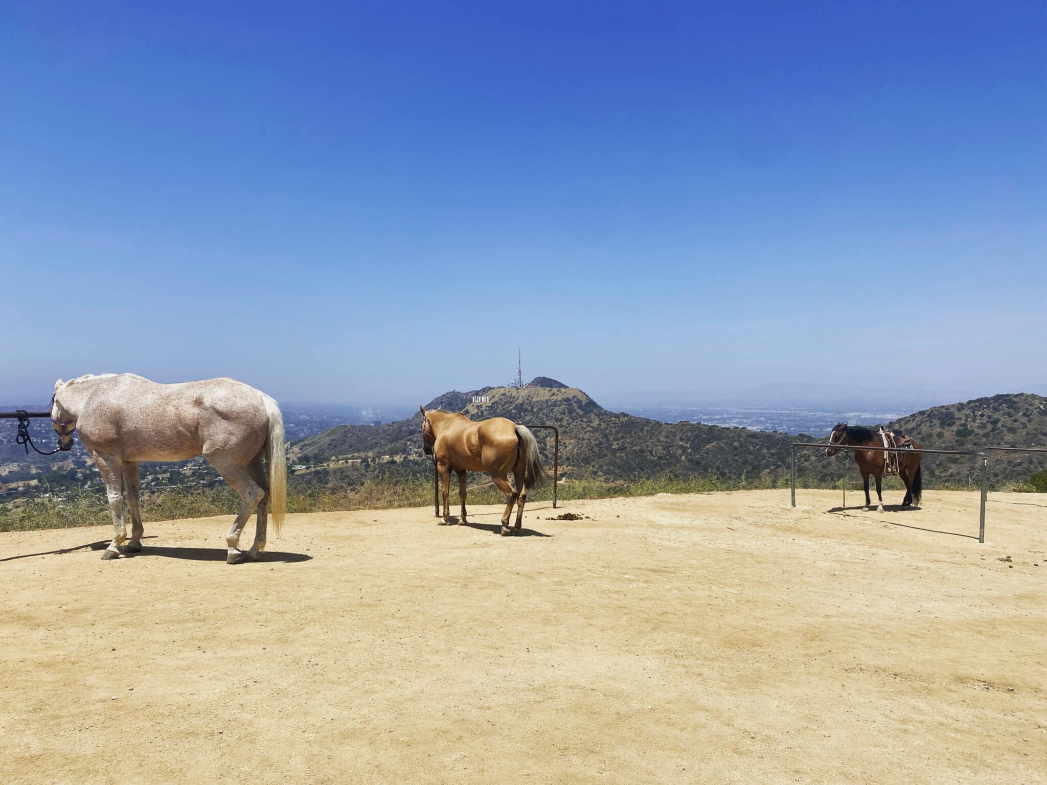 Horses at the top of Mount Hollywood on the Griffith Observatory Hike