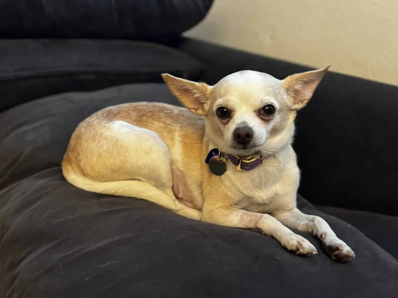 Whale Watching in LA-Join Us On Our Luxury Yacht! photo - Bikes and Hikes LA