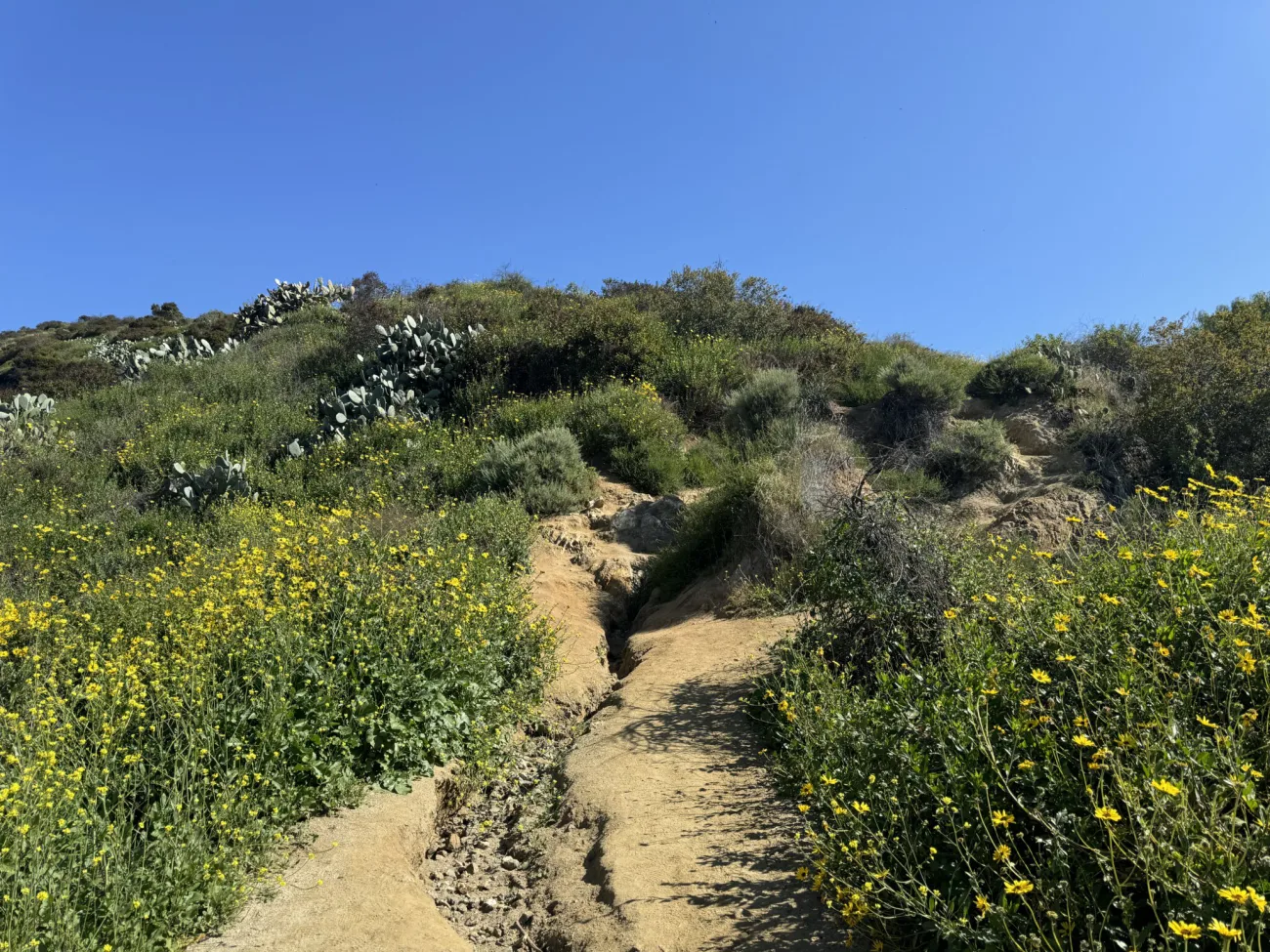 Runyon Canyon Group Tour in Los Angeles - Bikes and Hikes LA