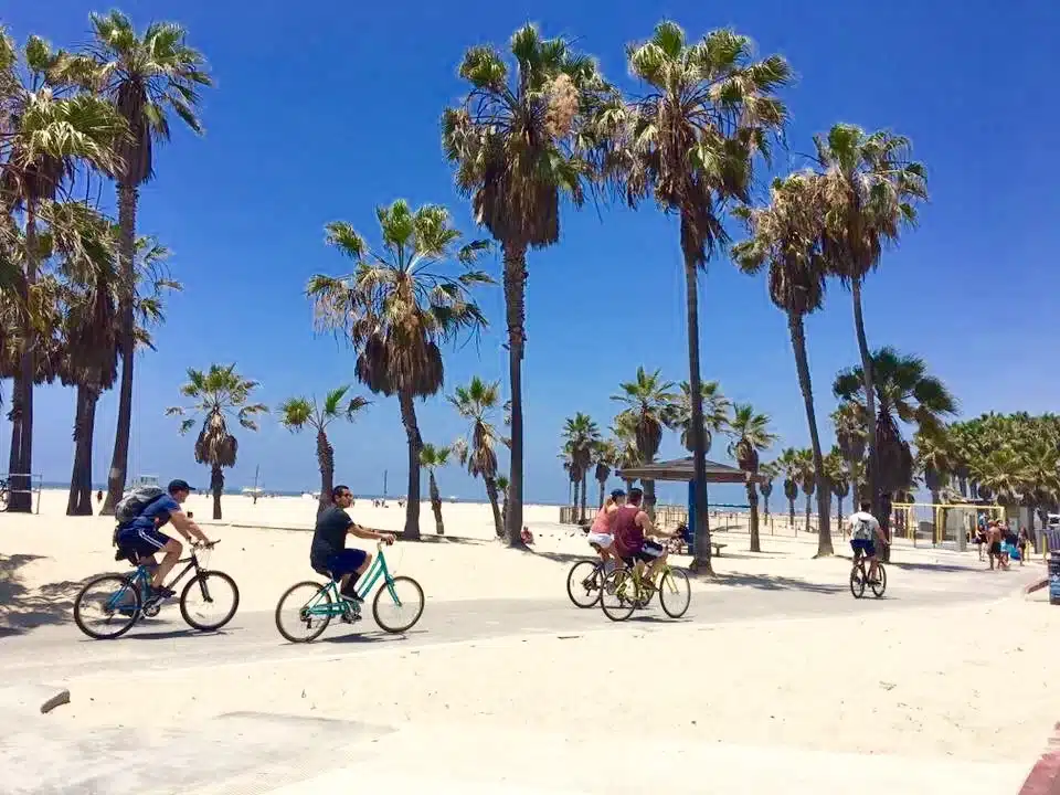 guests ride through palm trees on the santa monica and venice beach bike tour