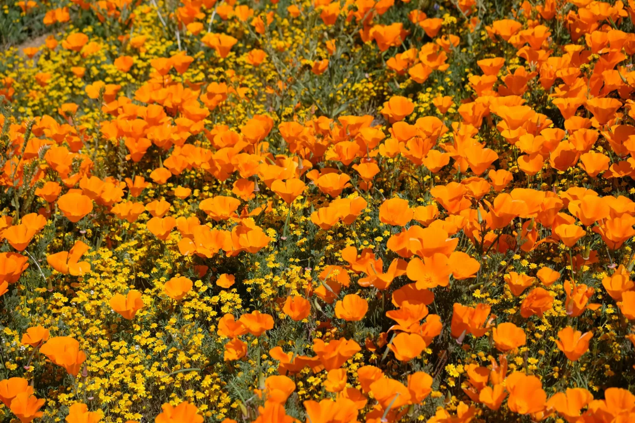 Los Angeles Superbloom 2026 Tour!