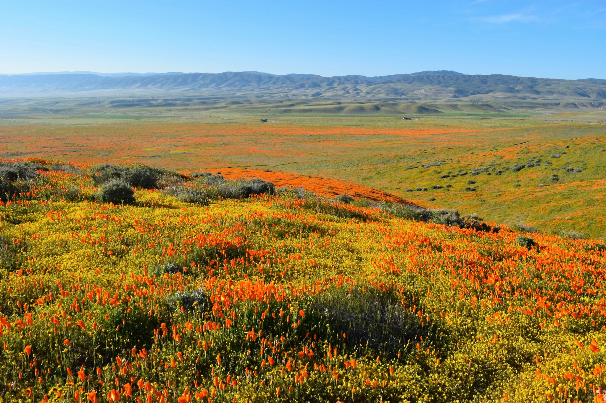Fields of poppies during the superbloom