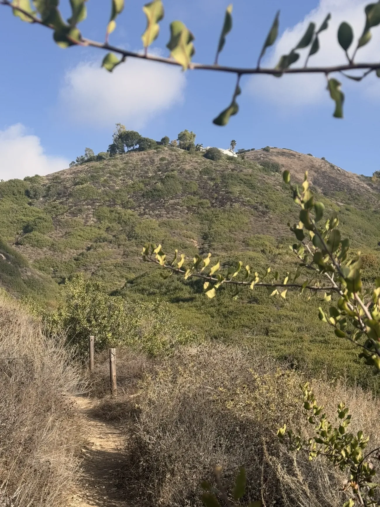 Views of wildflowers on a hill on the Terranea Palos Verdes mountain biking tour