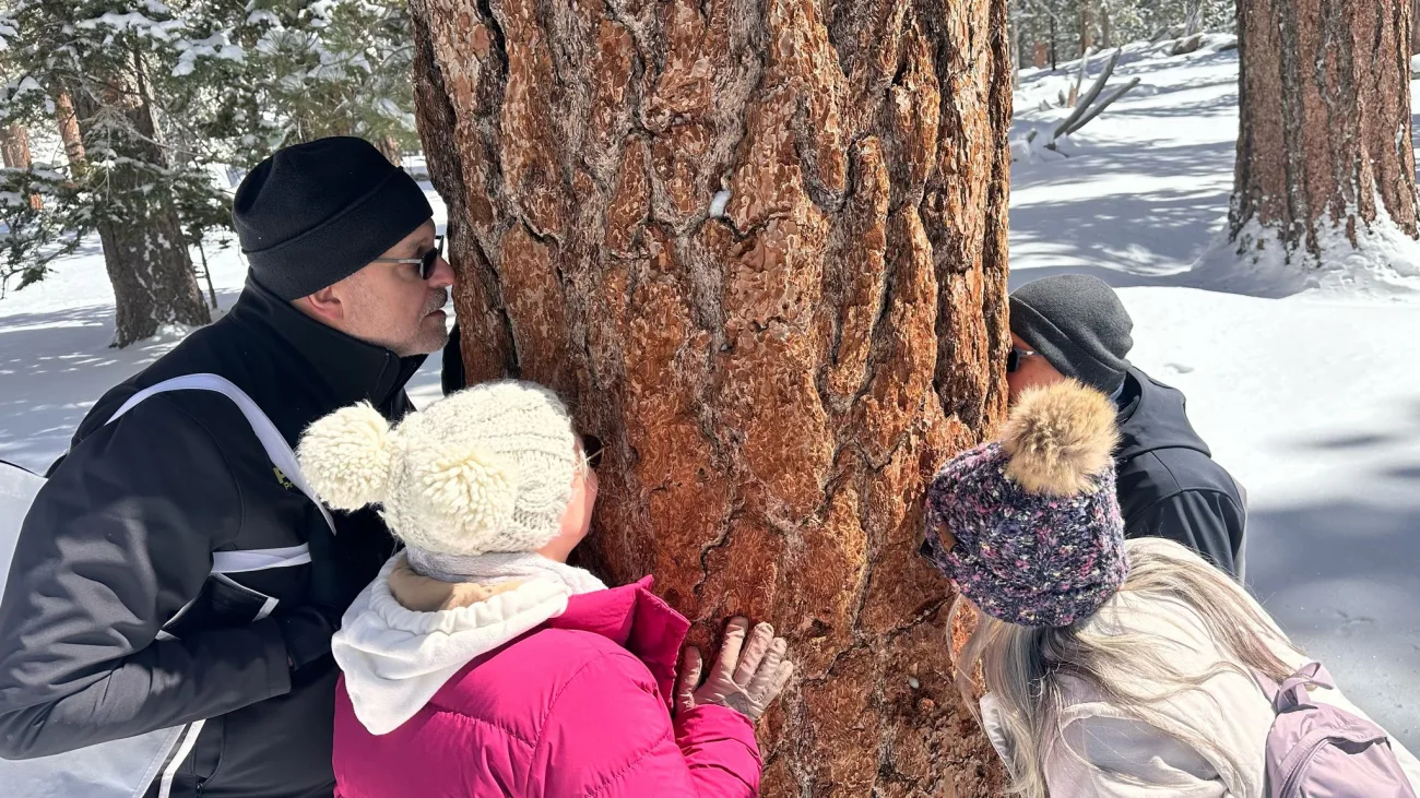 Guests smell the jeffree pine on top of Mt Jacinto