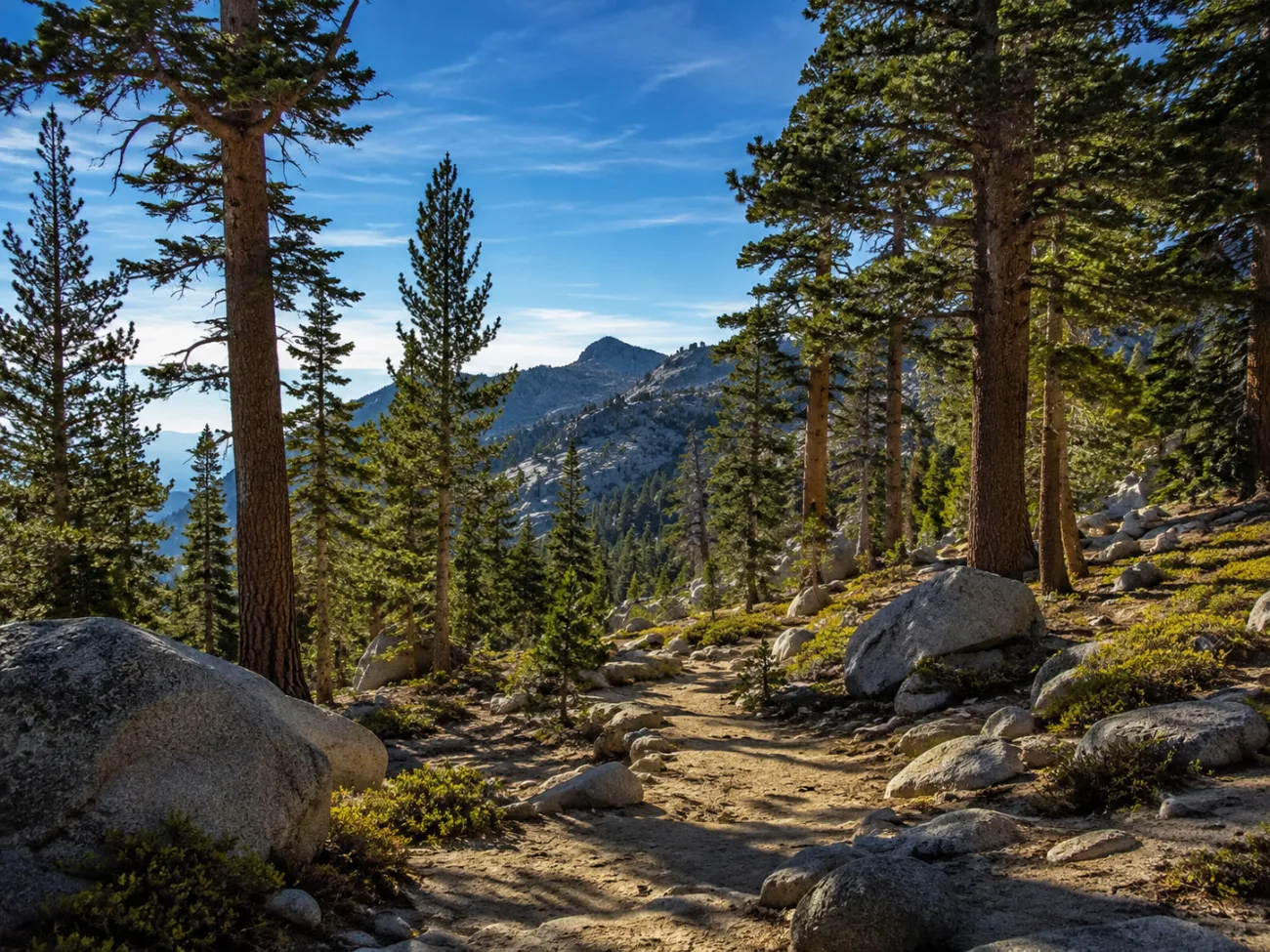 Alpine Forests