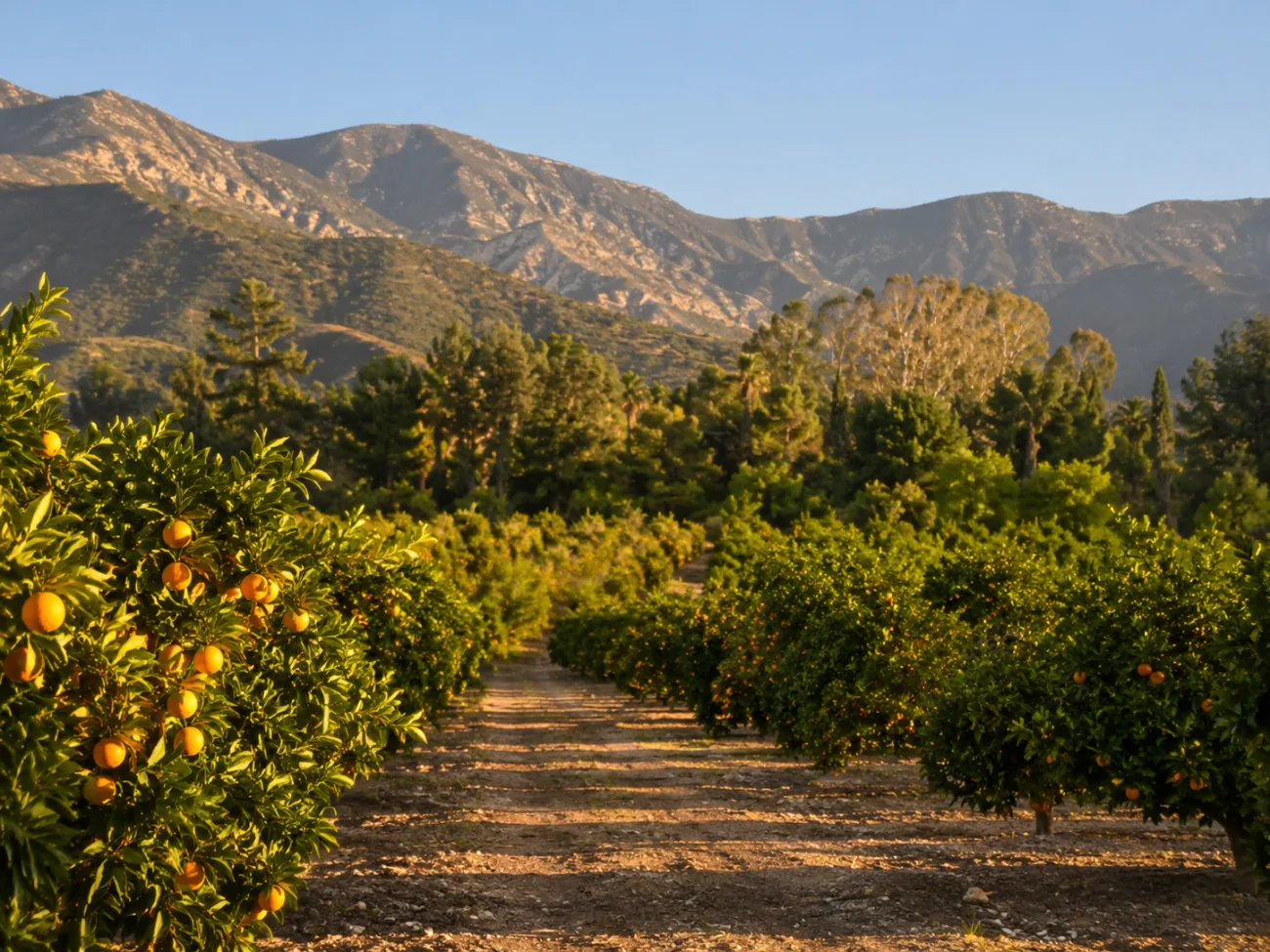Orange Grove in Ojai