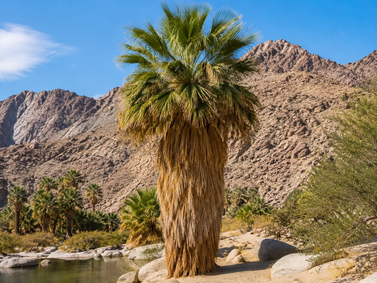 california fan palm
