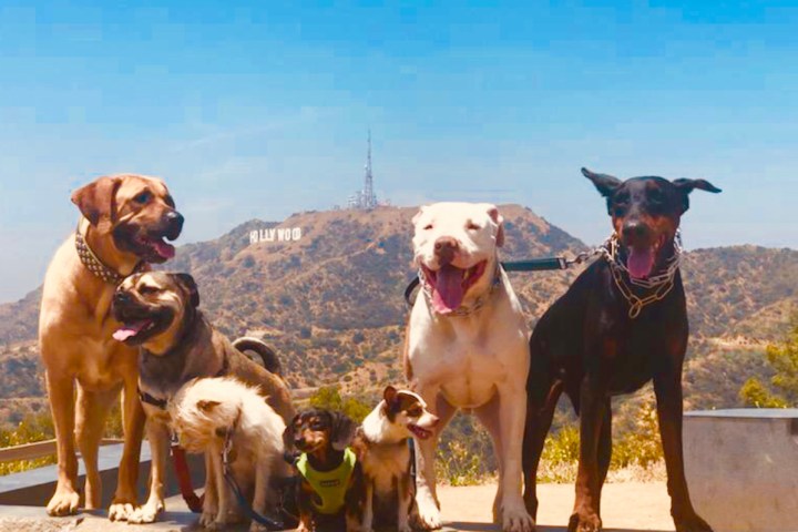 a group of dogs by the hollywood sign