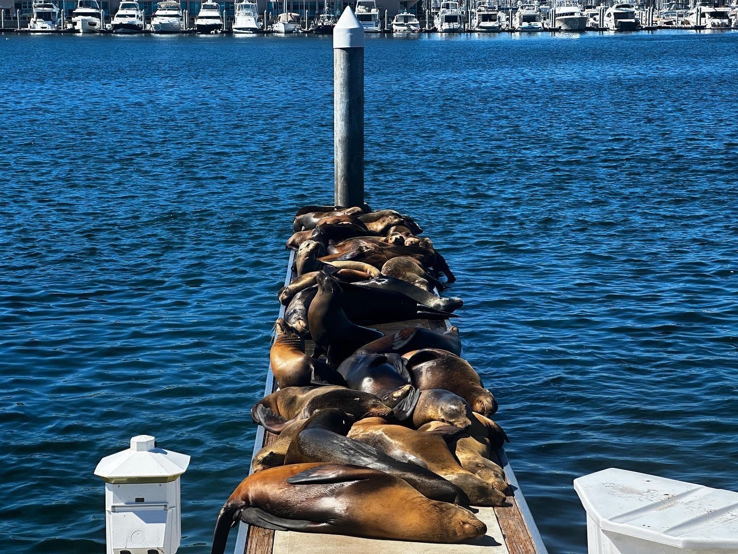 LA in a Day includes awesome sights, such as these sea lions resting in Marina Del Rey!