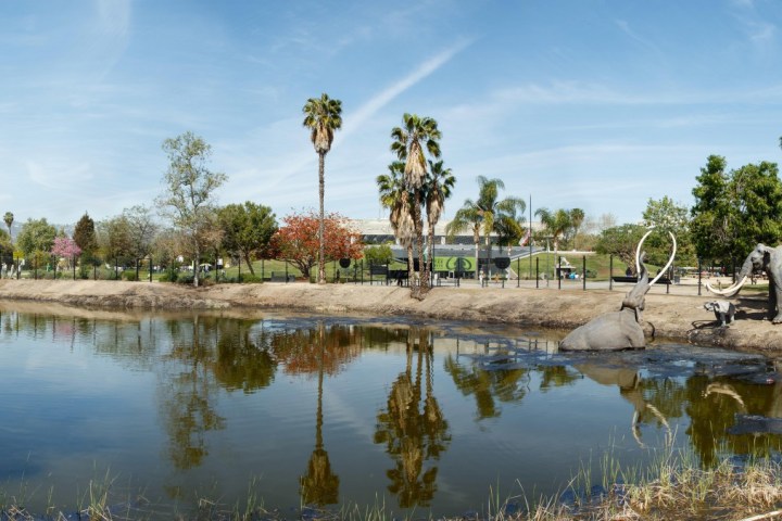 a group of palm trees next to a body of water