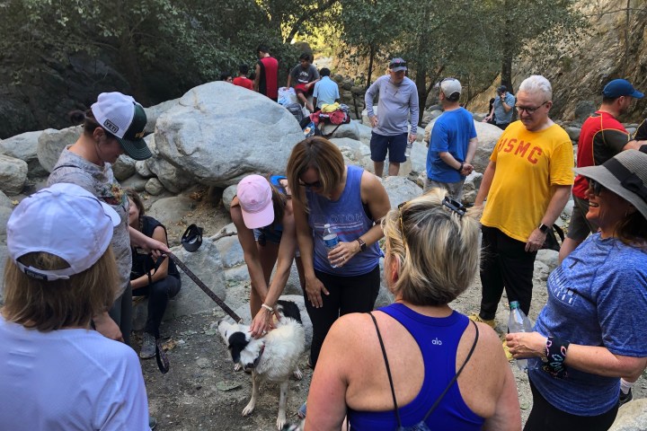 group hike tour pasadena dog