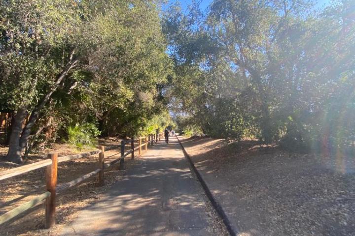 a tree on a dirt road
