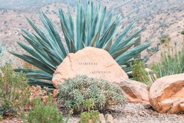 a tree with a mountain in the background