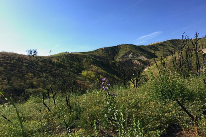 a tree with a mountain in the background