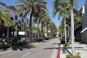 Rodeo Drive Palm Trees