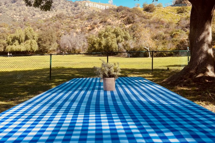 a path with grass and trees