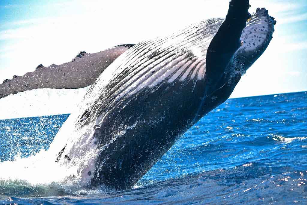 Whale jumping out of the water