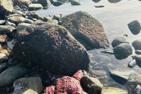 a group of people on a rocky beach