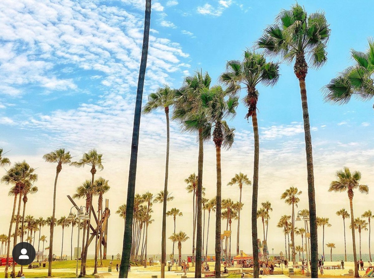 los angeles palm trees sightseeing