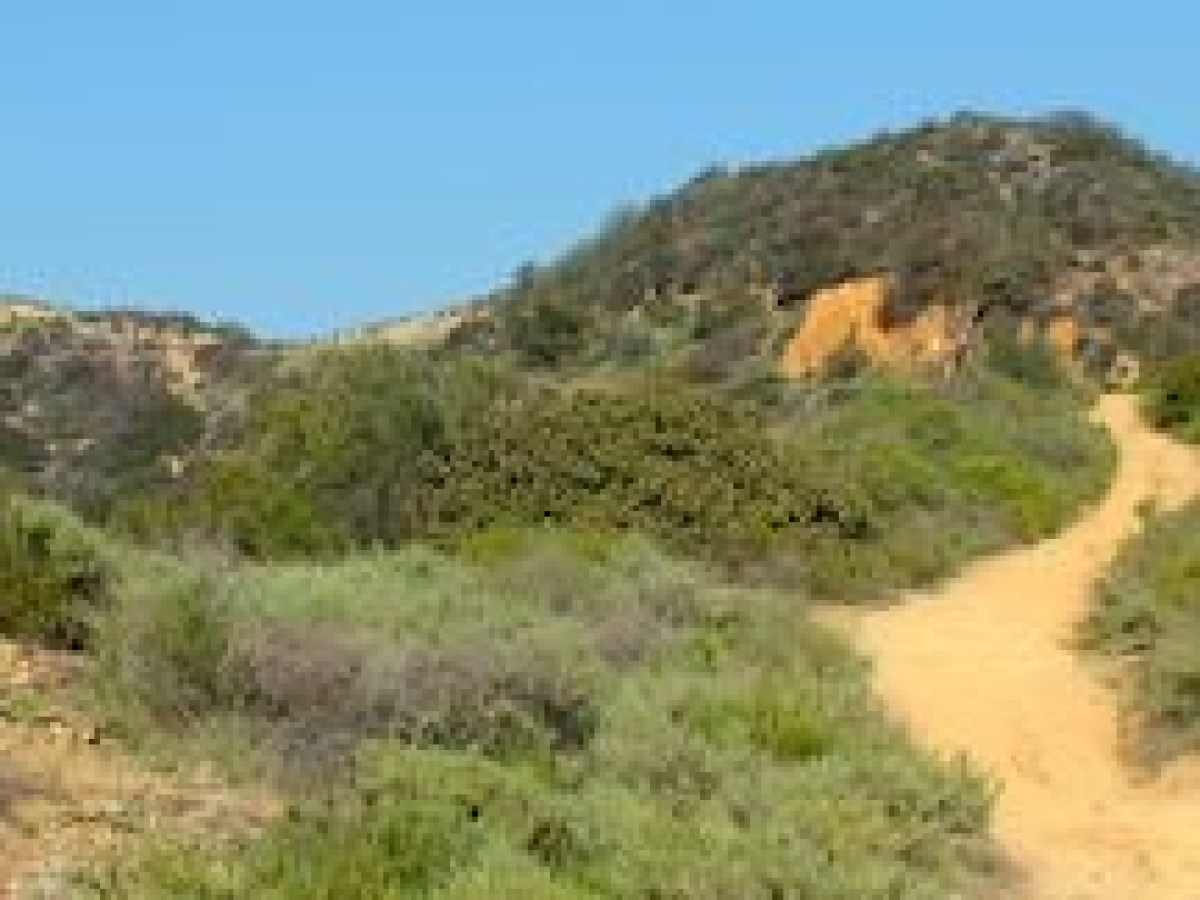 a path with trees on the side of a mountain
