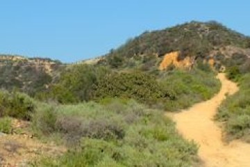 a path with trees on the side of a mountain