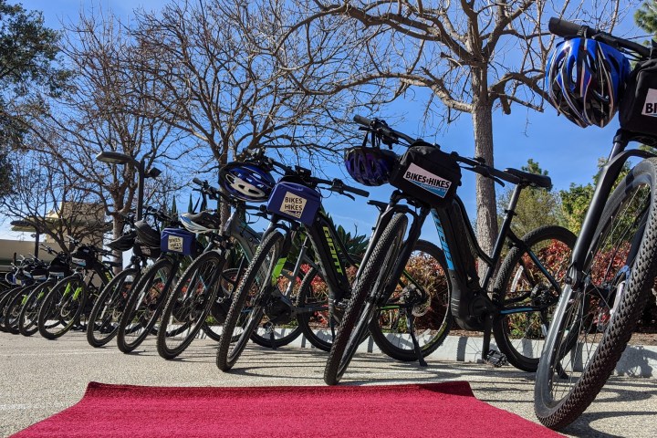 a bicycle is parked next to a tree