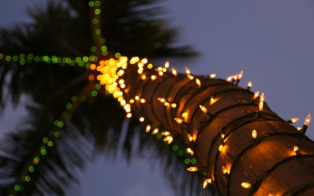 palm tree a close up of a light pole