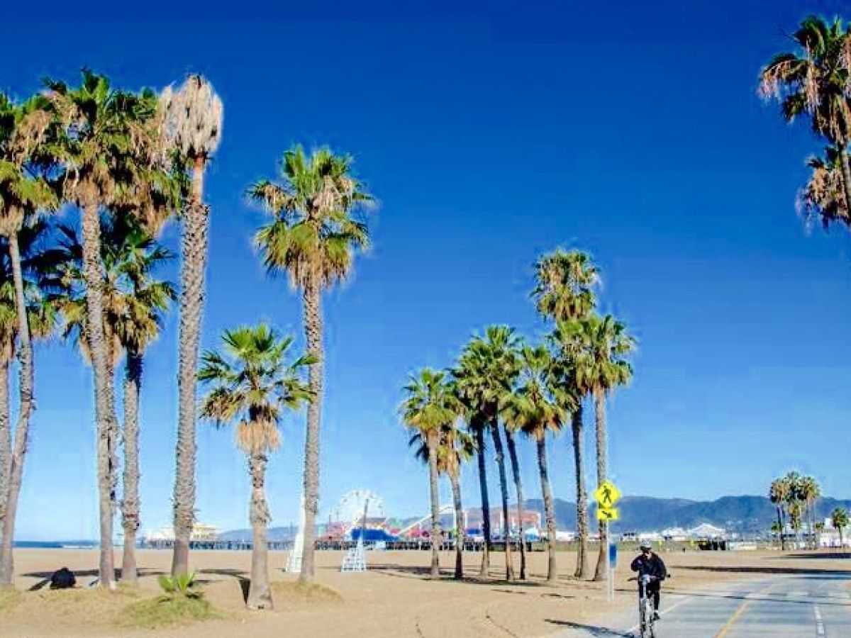a group of palm trees on a beach in venice california - la city tours