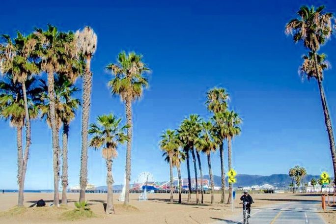 a group of palm trees on a beach in venice california - la city tours