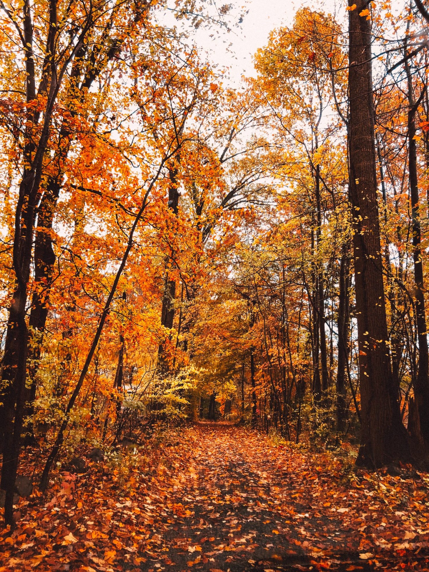 annie-nyle-XFGVcAHf5O0-unsplash annie-nyle-XFGVcAHf5O0-unsplash