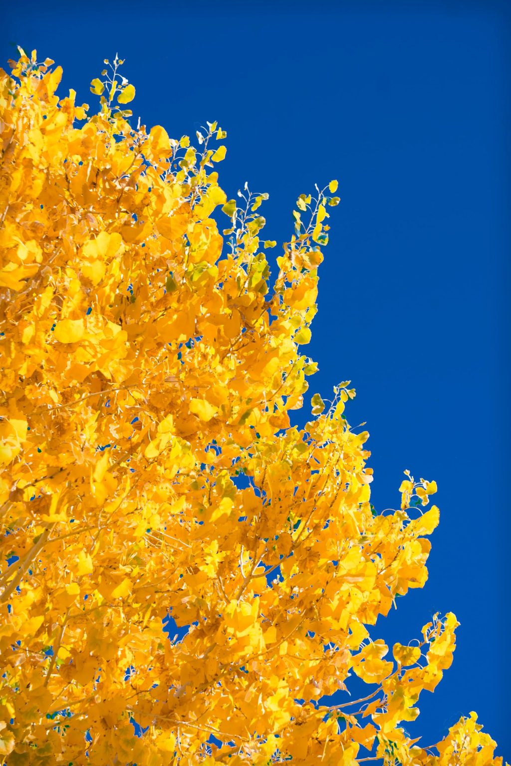 a close up of a tree