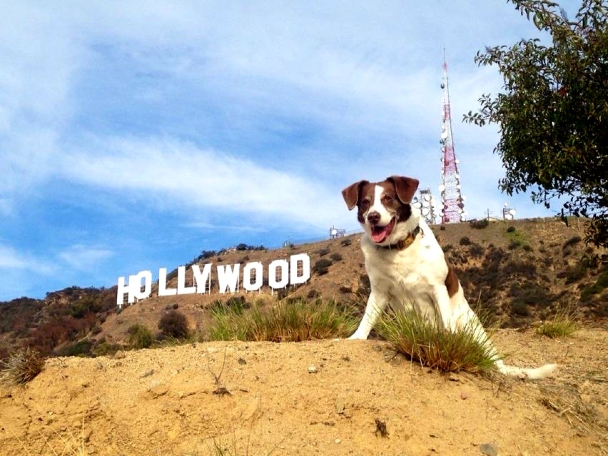 a dog sitting on top of a hill with the hollywood sign in the background