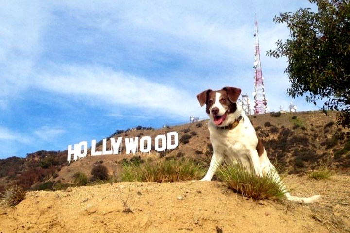 a dog sitting on top of a hill with the hollywood sign in the background