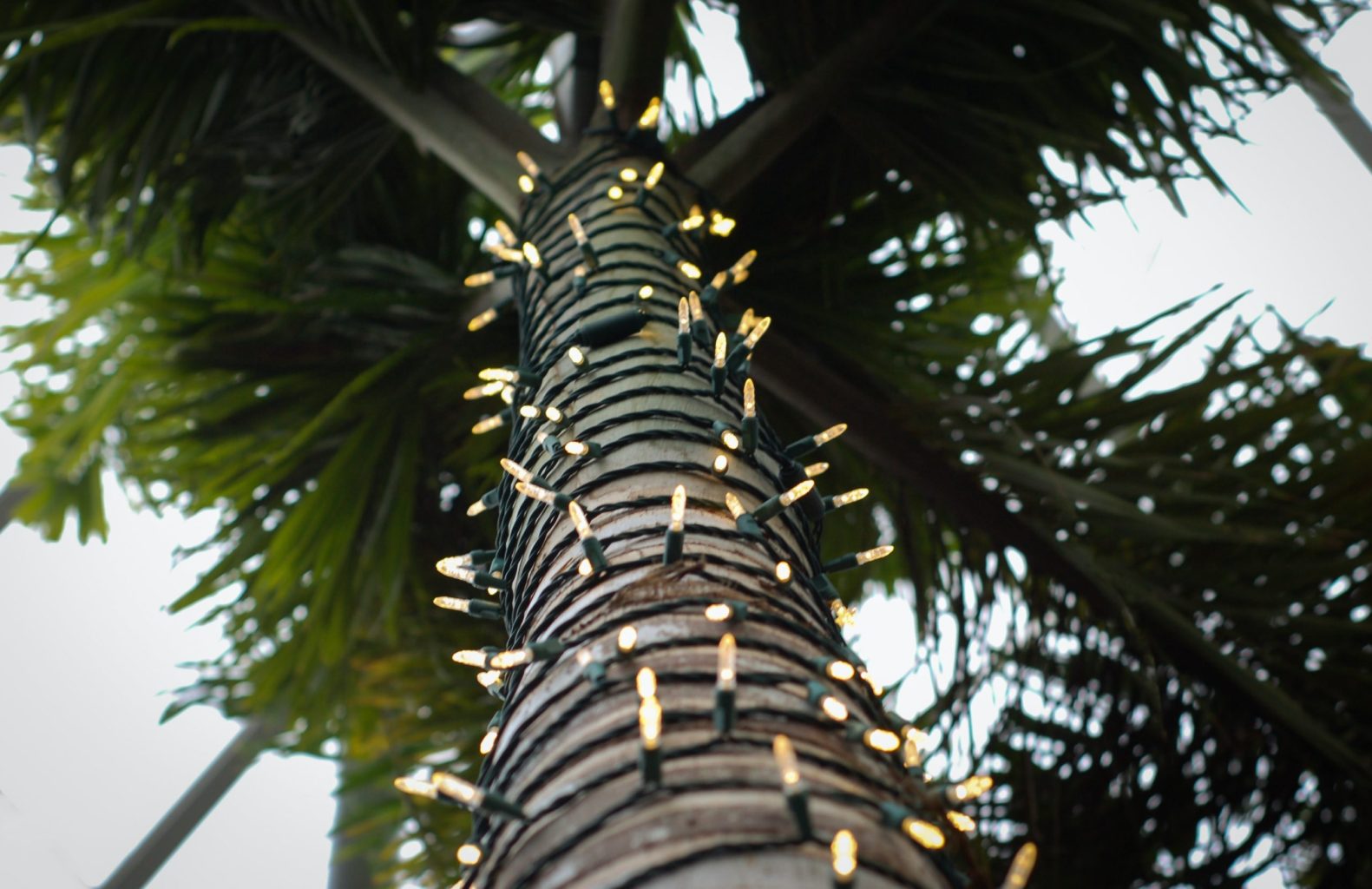 a row of palm trees next to a tree