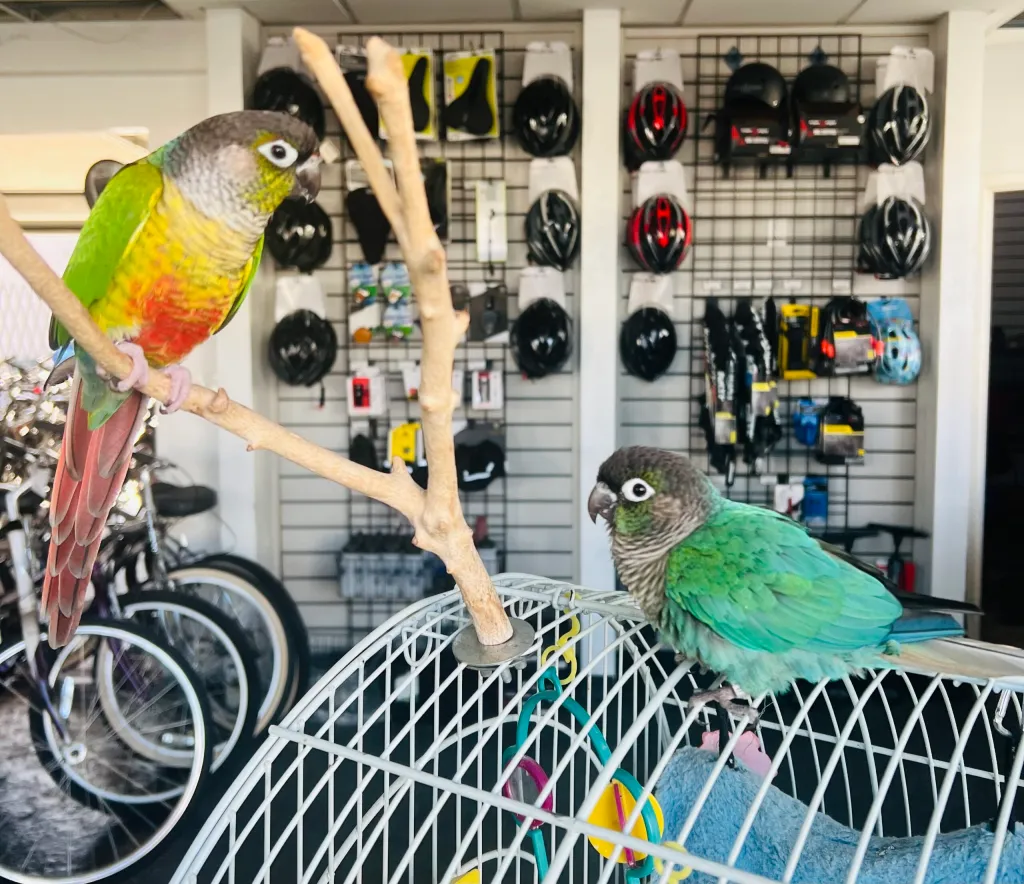 a parrot sitting on a rack