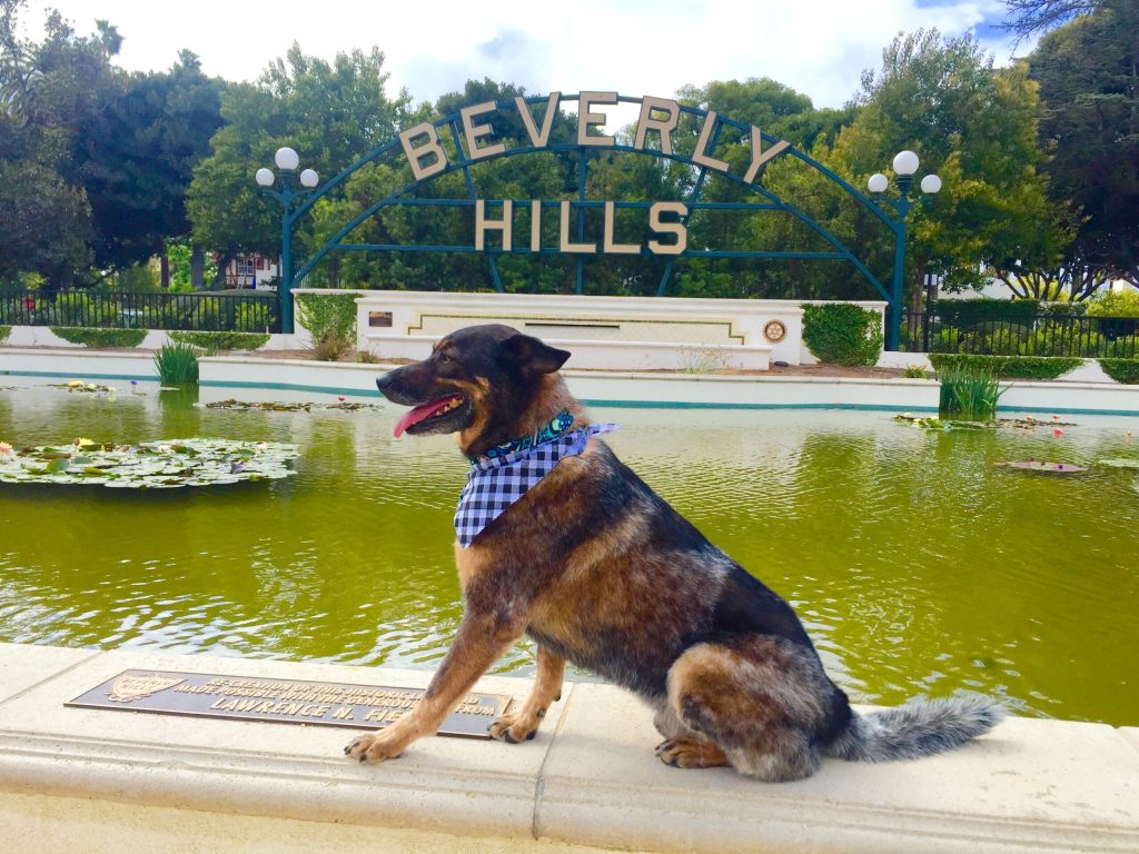 a dog sitting on top of a lake