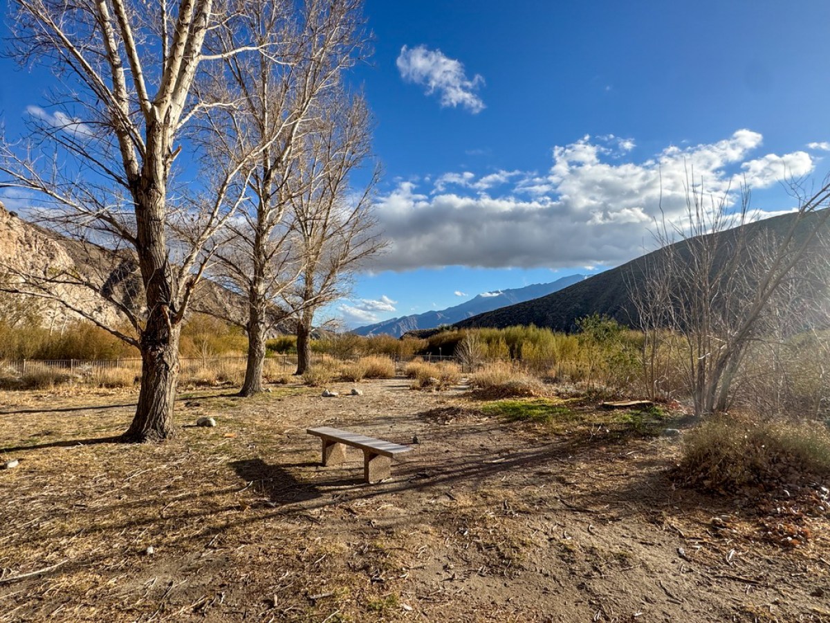 a path with trees on the side of a dirt field