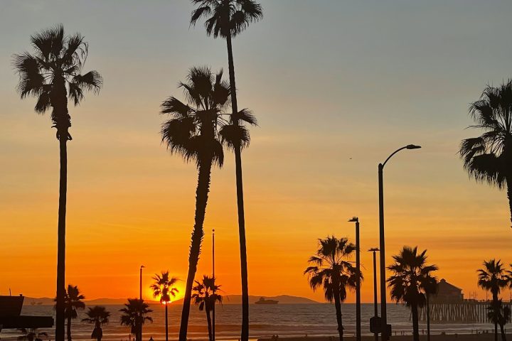 a group of palm trees with a sunset in the background
