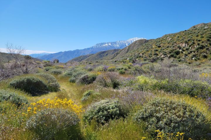 a close up of a flower on a grassy hill on a palm springs group tour