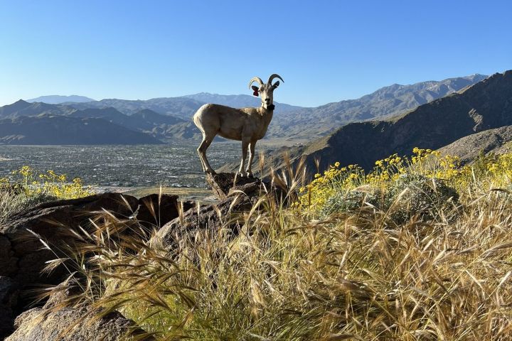 a herd of sheep standing on top of a mountain