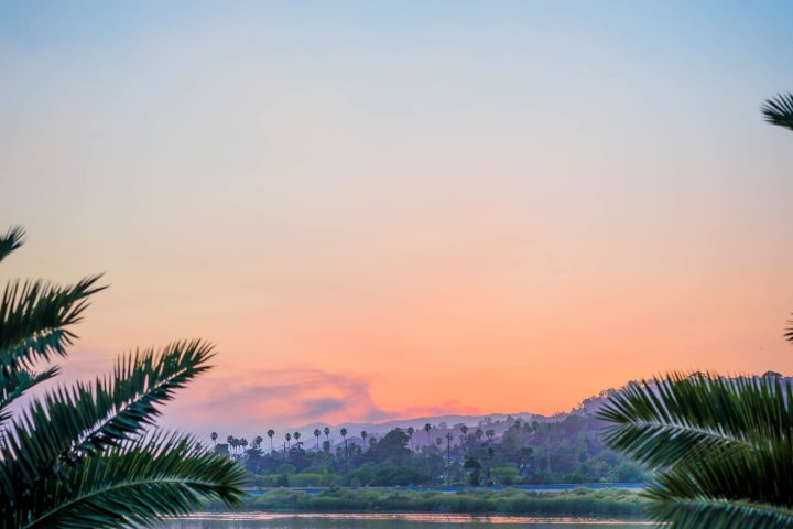 a sunset over a body of water next to a palm tree