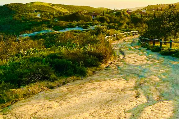 a path with trees on the side of a dirt field