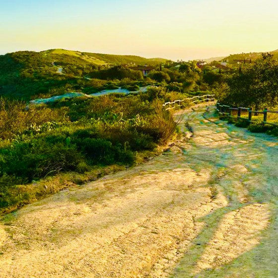 a path with trees on the side of a dirt field