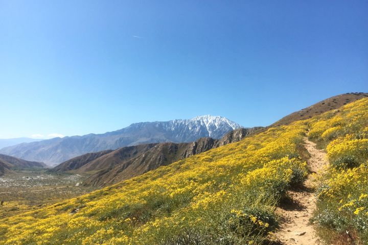 a view of a hiking trail with yellow flowers and a snow capped mountain in the background of a palm springs hike