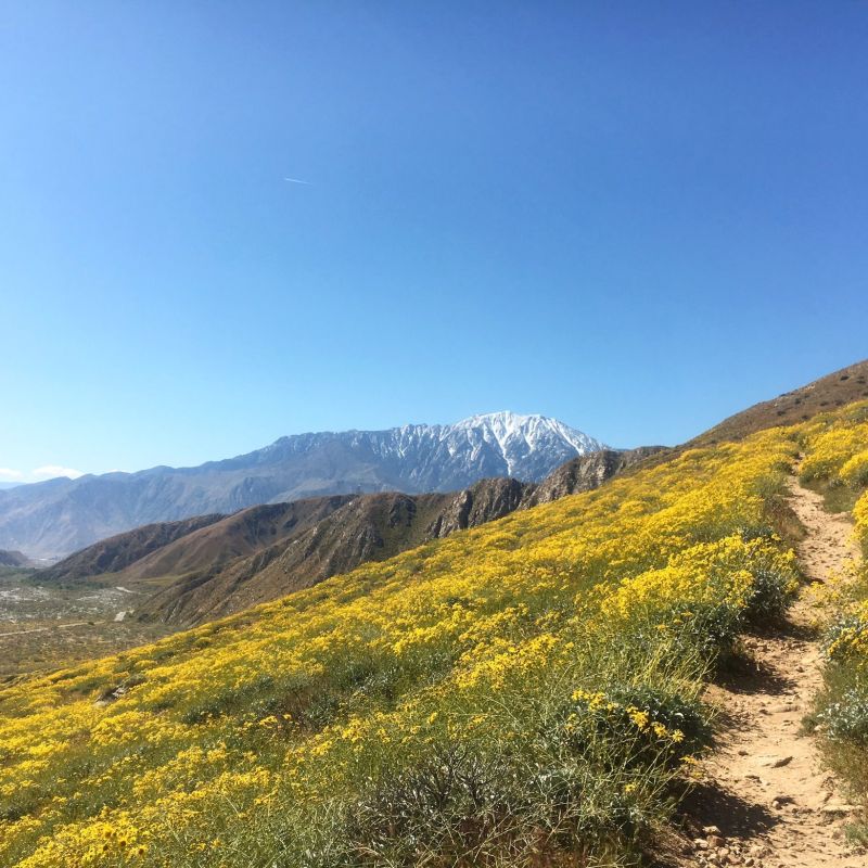 a view of a hiking trail with yellow flowers and a snow capped mountain in the background of a palm springs hike