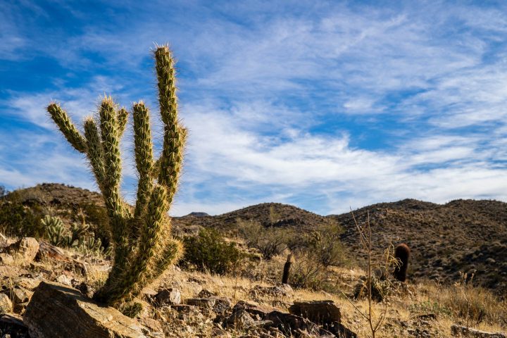 a tree with a mountain in the background
