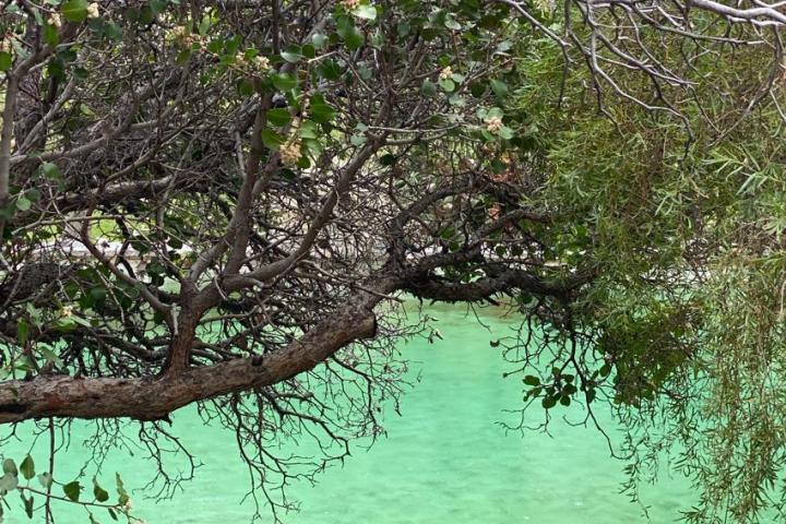 a tree next to a body of water