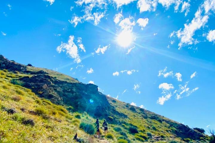 a close up of a lush green hillside beneath a blue sky